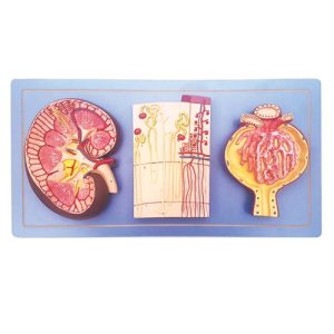 مولاژ کلیه 3 قسمتی
