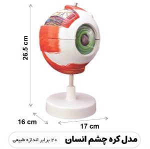 مولاژ کره چشم انسان