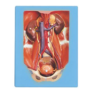 مولاژ دفع ادرار 4 تکه