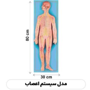 مولاژ سیستم اعصاب