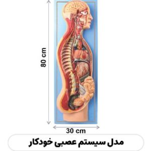 مولاژ سیستم عصبی خودکار