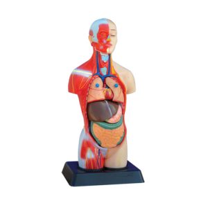مولاژ نیم تنه مینی عضله دار