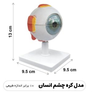 مولاژ کره چشم انسان