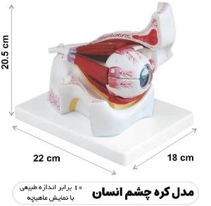 مولاژ کره چشم انسان