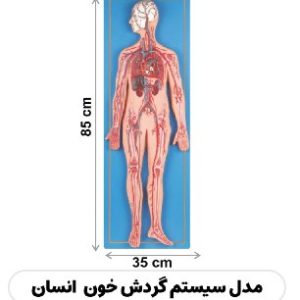 مولاژ گردش خون